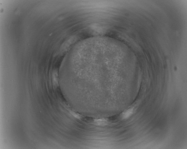 X0000074290240200609081900