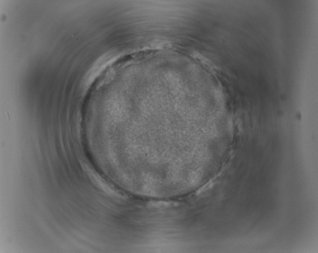 X0000074290242200609081859