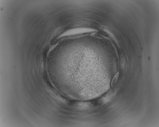 X0000074290261200609081859