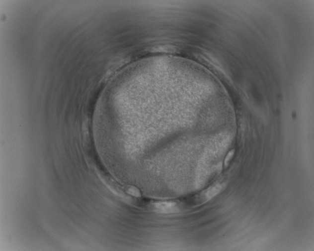 X0000074290265200609081859