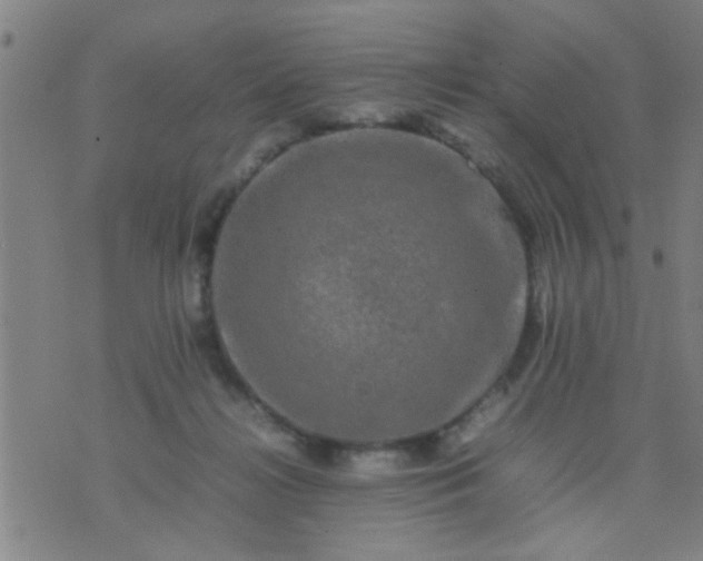 X0000074290268200609081859