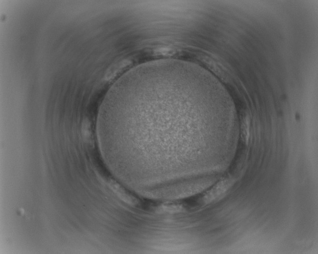 X0000074290270200609081859