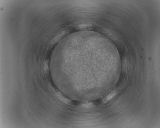 X0000074290278200609081859