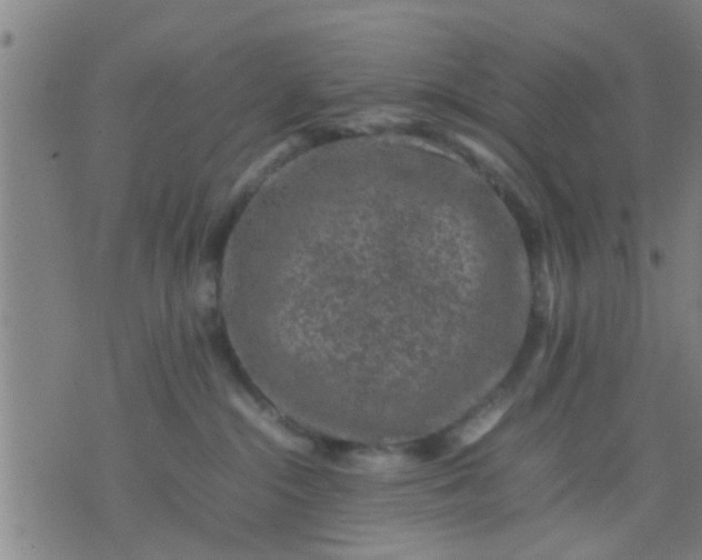 X0000074290284200609081900