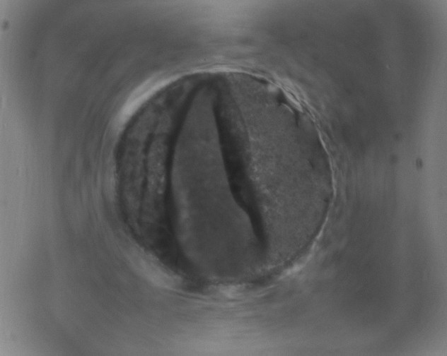 X0000074290295200609081859