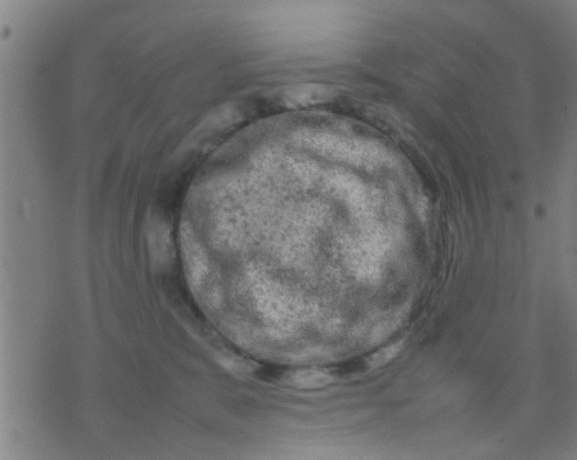 X0000074290327200609081858