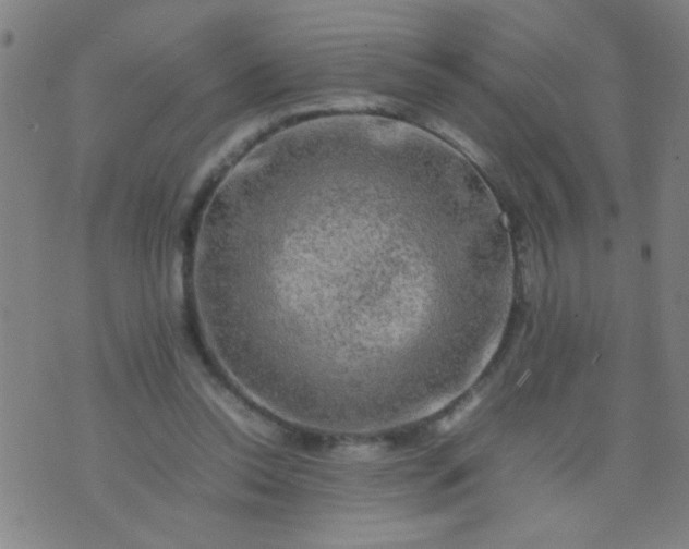 X0000074290350200609081857