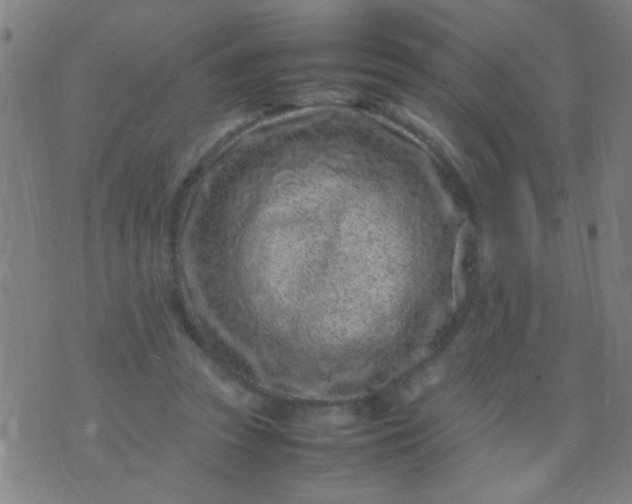 X0000074290353200609081857