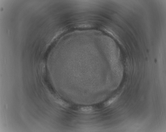 X0000074290355200609081857