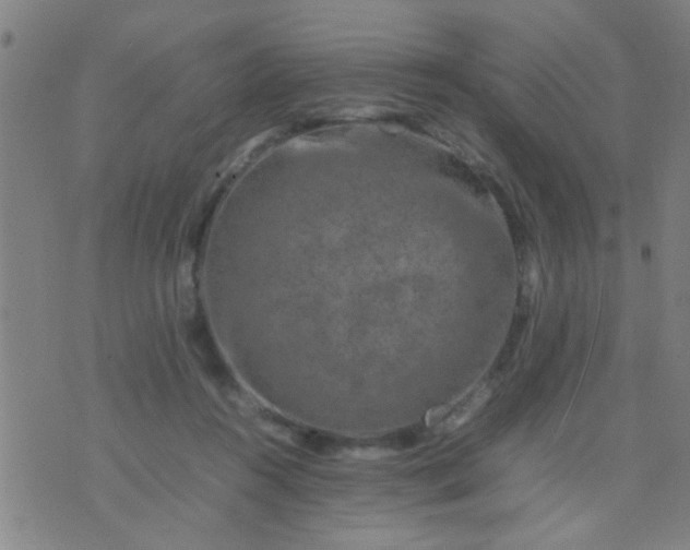 X0000074290360200609081858