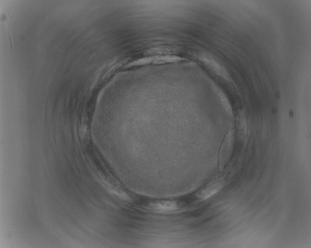 X0000074290361200609081858