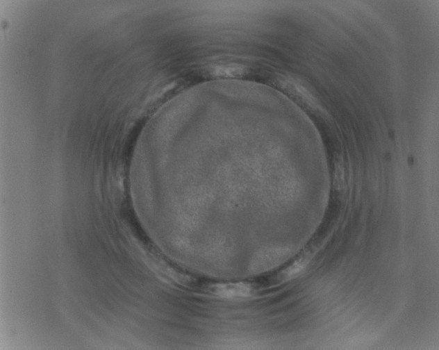 X0000074290363200609081858