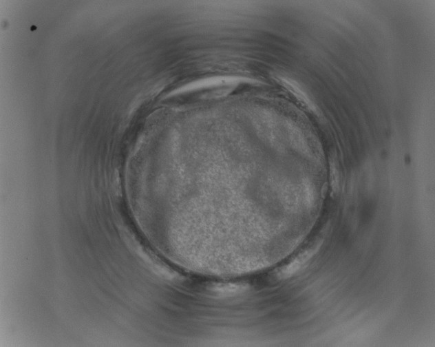 X0000074290453200609081856