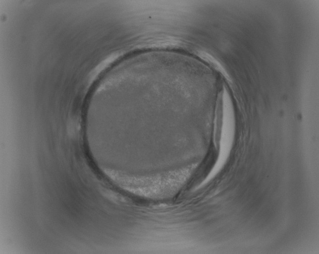 X0000074290483200609081856