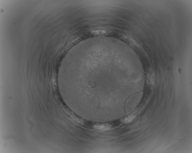 X0000074290561200609081855