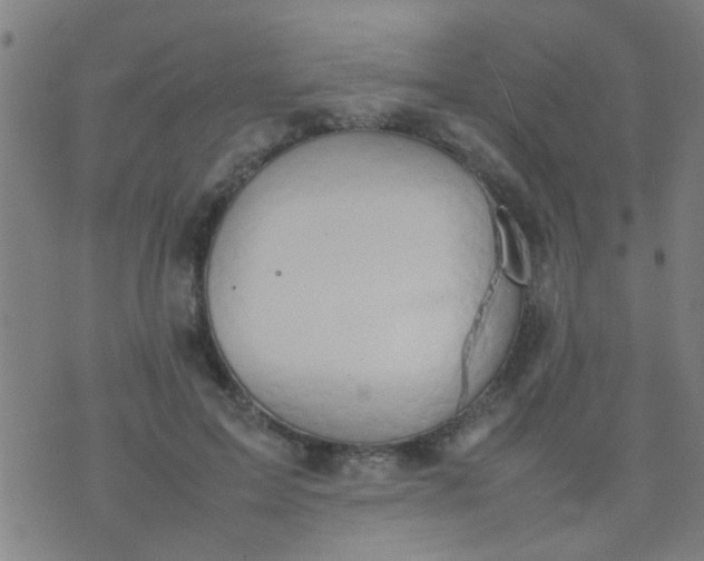 X0000074290599200609081854