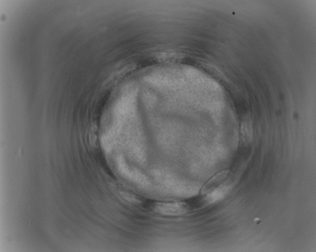 X0000074290671200609081853