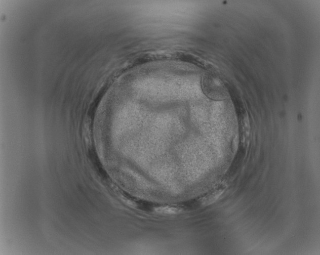 X0000074290699200609081852