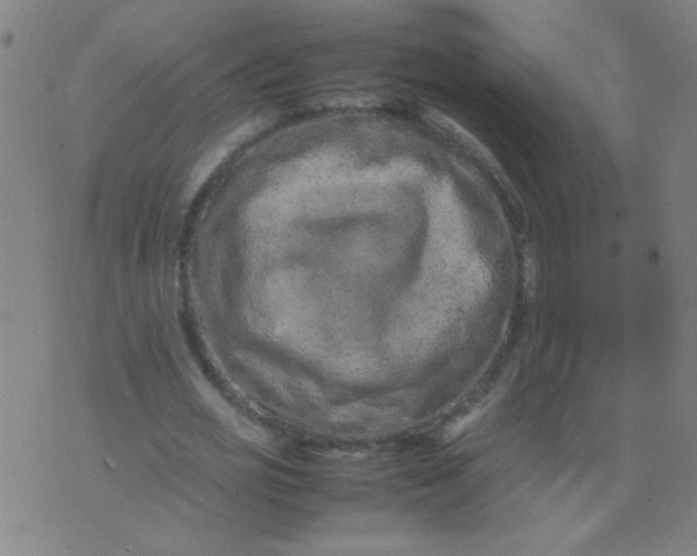 X0000074290725200609081851