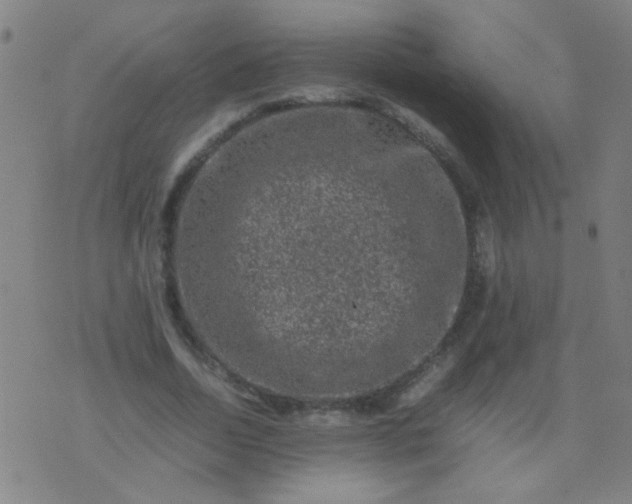 X0000074290730200609081851