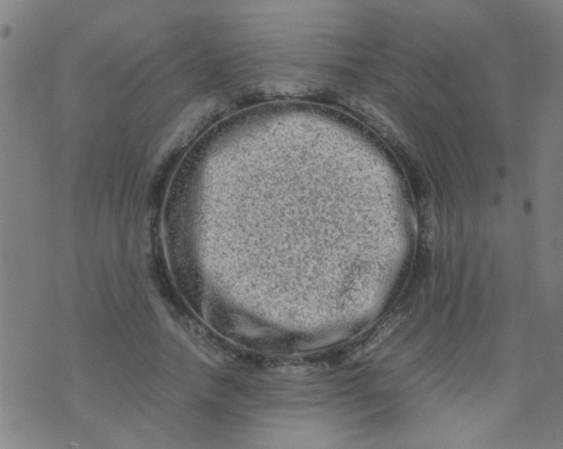 X0000074290738200609081851