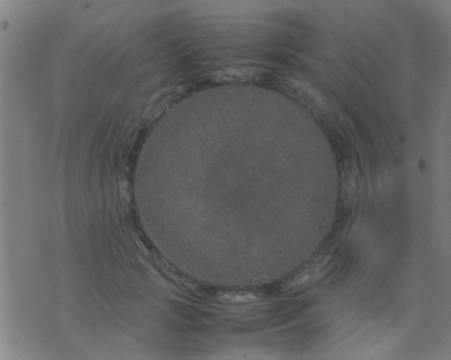 X0000074290749200609081851