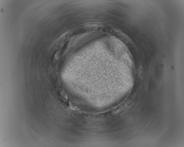 X0000074290821200609081850