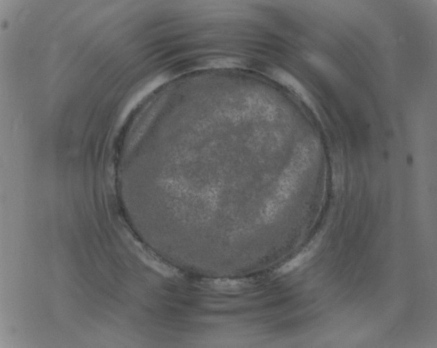 X0000074290827200609081850