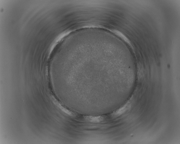 X0000074290831200609081850