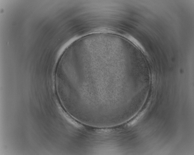 X0000074290854200609081850