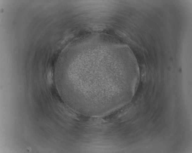 X0000074290866200609081849