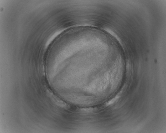 X0000074290925200609081848