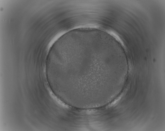 X0000074290952200609081848