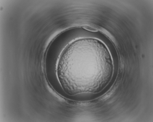 X0000074290958200609081849