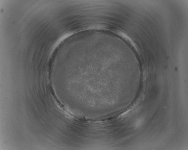 X0000074291019200609081846