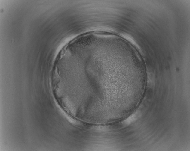 X0000074291040200609081847