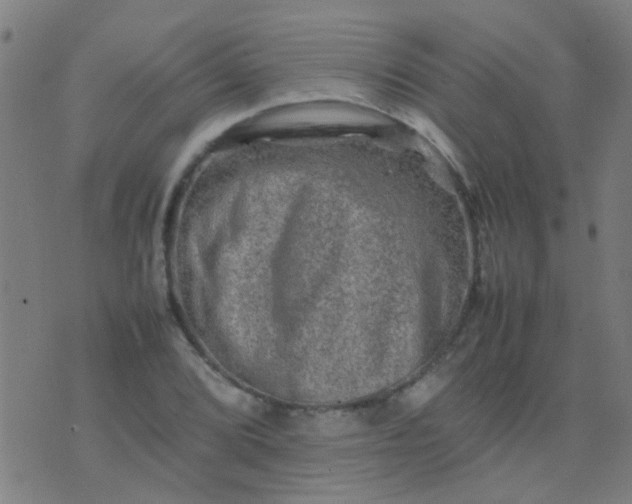 X0000074291072200609081846