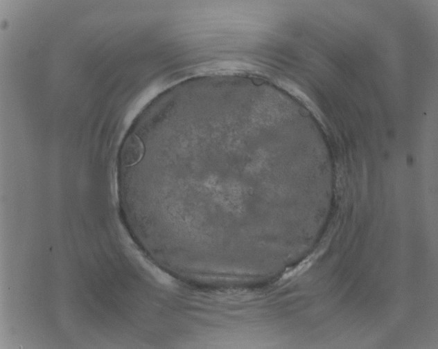 X0000074291083200609081846