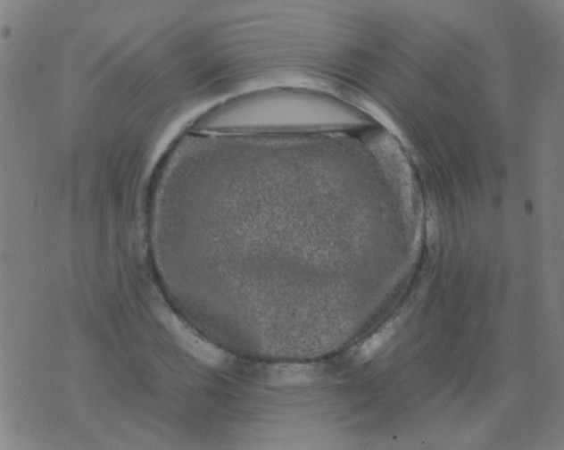 X0000074291116200609081845