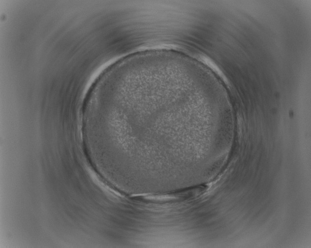 X0000074291124200609081845