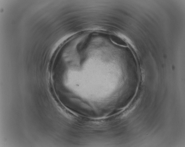 X0000074291125200609081845