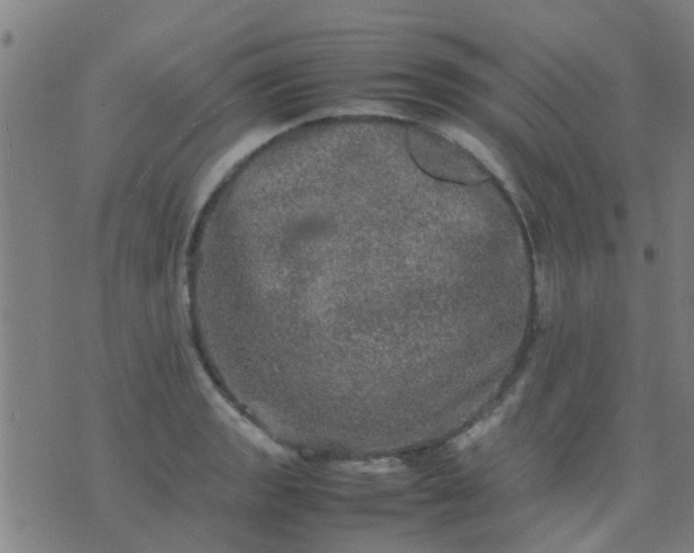 X0000074291133200609081845