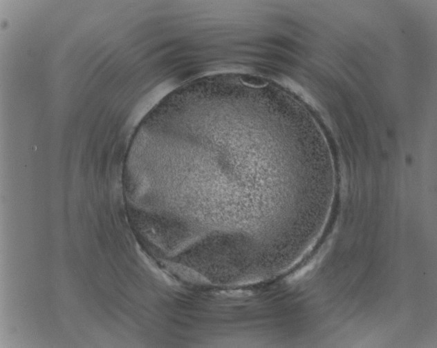 X0000074291137200609081845