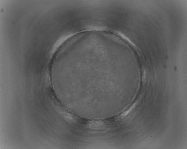 X0000074291215200609081843