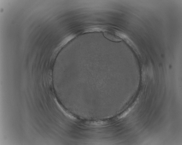 X0000074291233200609081844