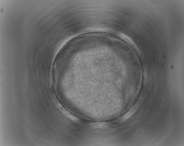 X0000074291236200609081844