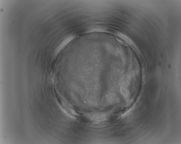 X0000074291241200609081844