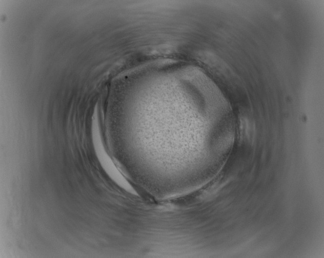 X0000074291250200609081843