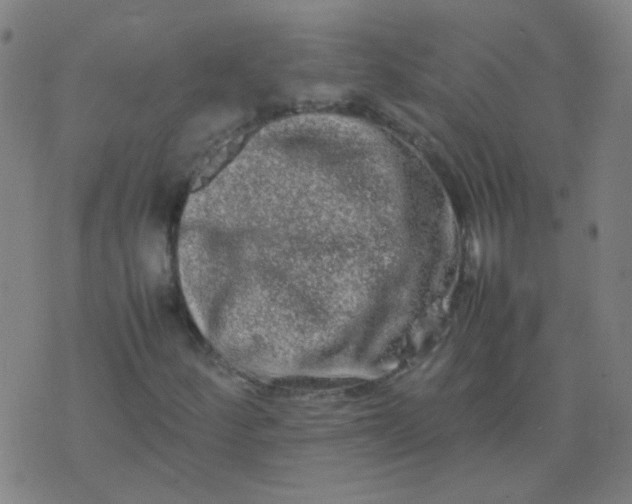 X0000074291252200609081843