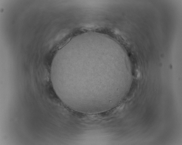 X0000074291253200609081843